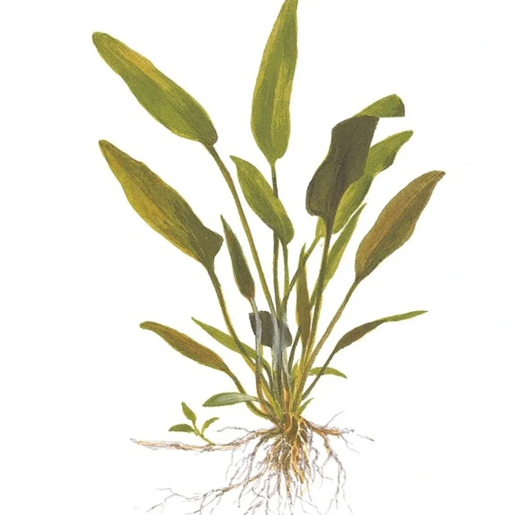 Tropica Akvarieplante i potte Cryptocoryne x willisii