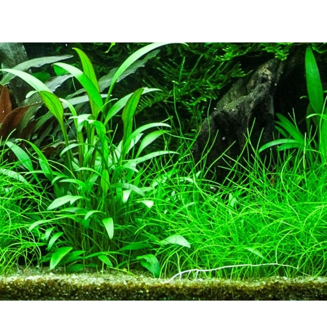 Tropica Akvarieplante i potte Cryptocoryne x willisii