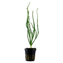 Tropica Akvarieplante i potte Crinum calamistratum