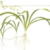 Tropica Akvarieplante i potte Sagittaria subulata