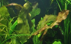 Tropica Akvarieplante i potte Echinodorus Ozelot