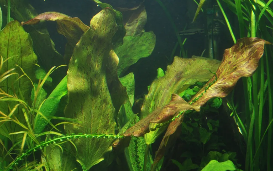Tropica Akvarieplante i potte Echinodorus Ozelot