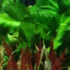 Tropica Akvarieplante i potte Echinodorus Rose