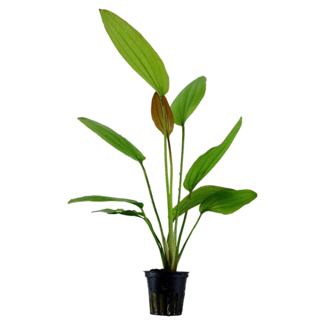Tropica Akvarieplante i potte Echinodorus Rose