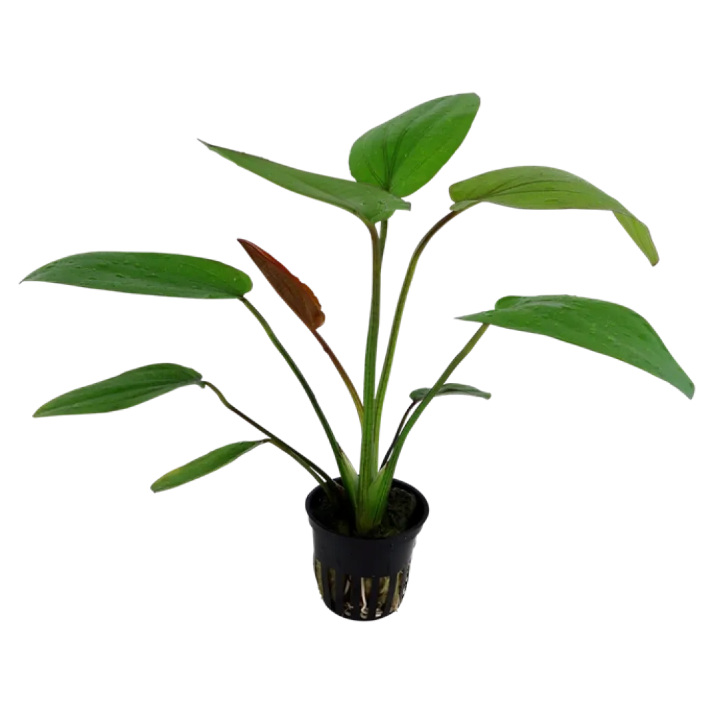 Tropica Akvarieplante i potte Echinodorus x barthii