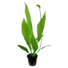 Tropica Akvarieplante i potte Echinodorus grisebachii (bleherae)