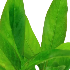 Tropica Akvarieplante i potte Hygrophila Corymbosa Stricta