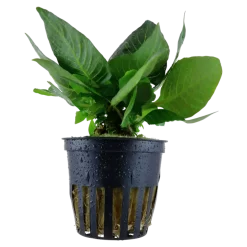 Tropica Akvarieplante i potte Hygrophila corymbosa Compact