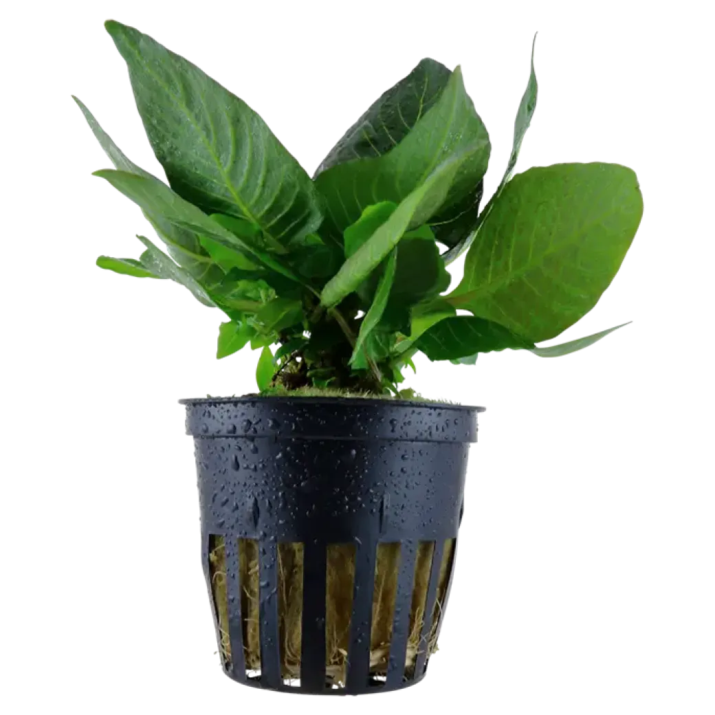 Tropica Akvarieplante i potte Hygrophila corymbosa Compact