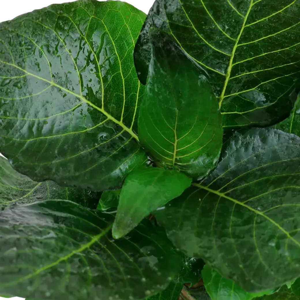 Tropica Akvarieplante i potte Hygrophila corymbosa Compact