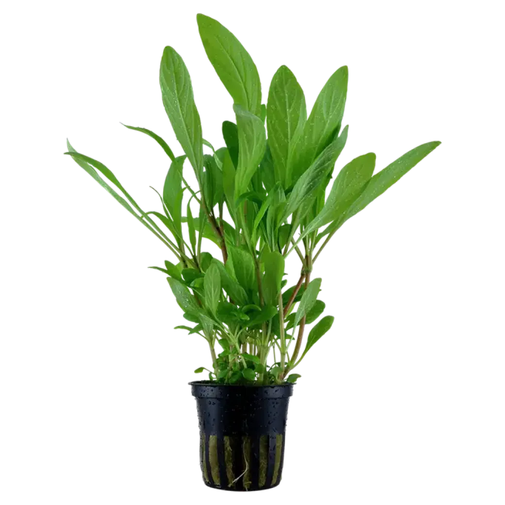 Tropica Akvarieplante i potte Hygrophila costata