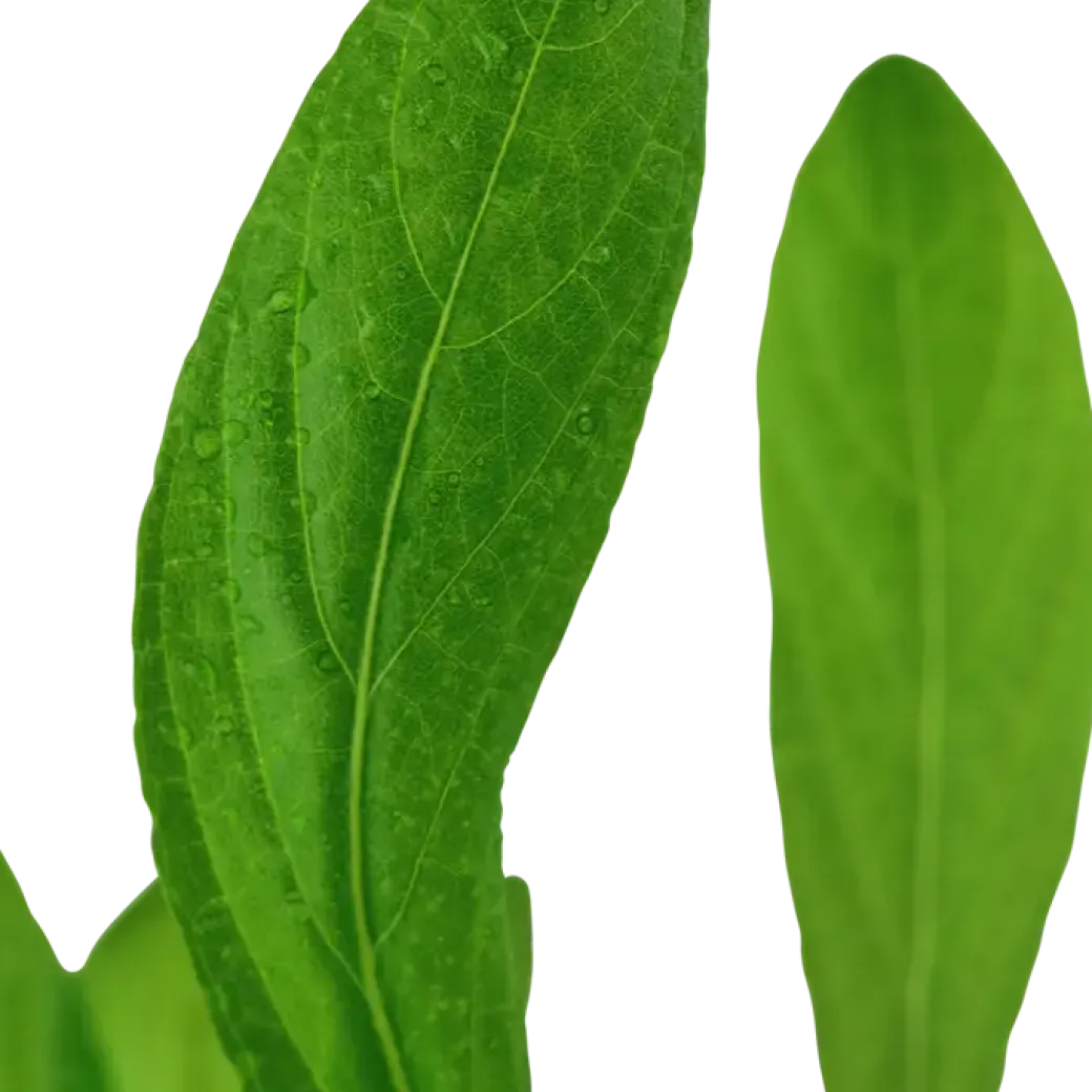 Tropica Akvarieplante i potte Hygrophila costata