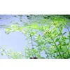 Tropica Akvarieplante i potte Micranthemum umbrosum