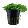 Tropica Akvarieplante i potte Hydrocotyle verticillata