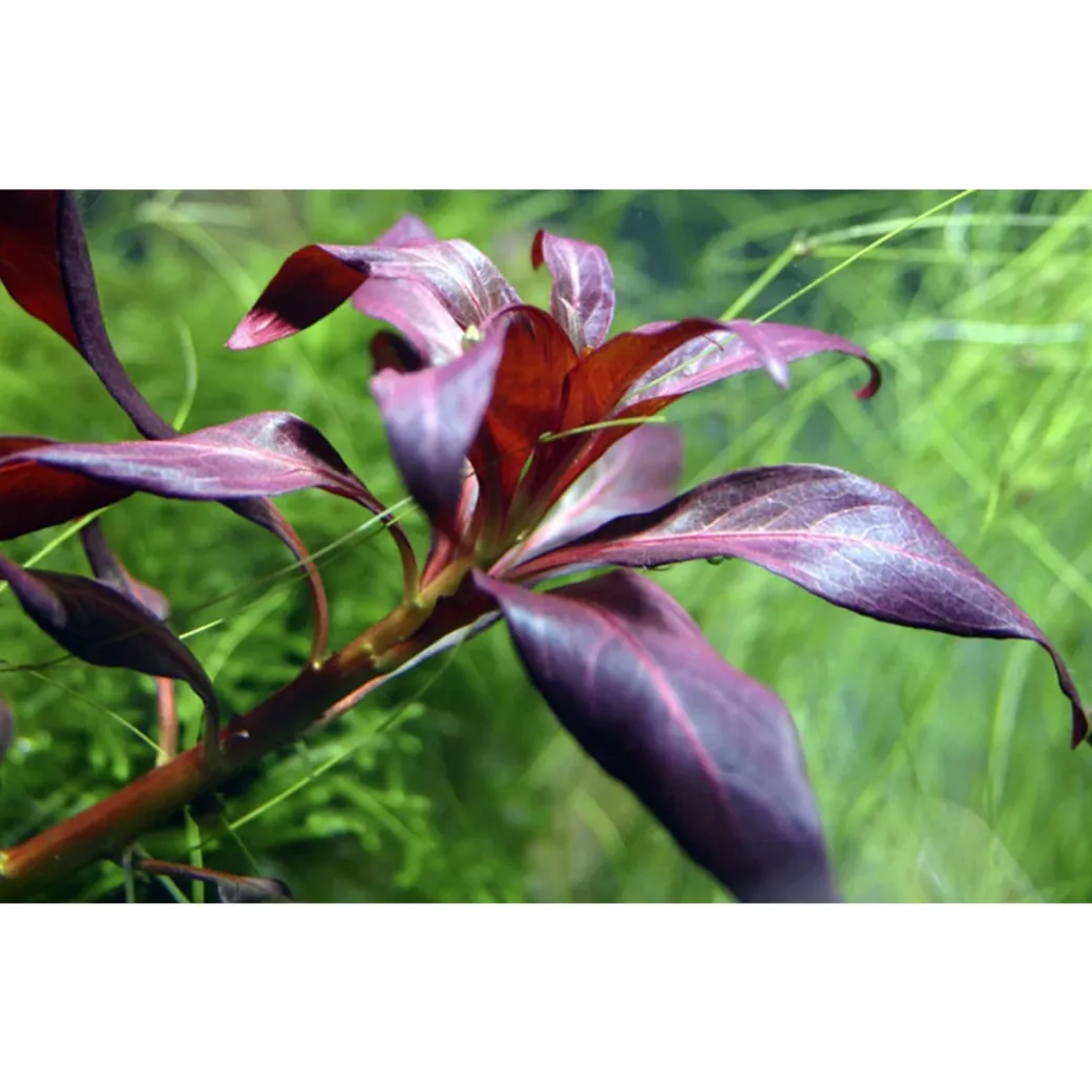 Tropica Akvarieplante i potte Ludwigia glandulosa