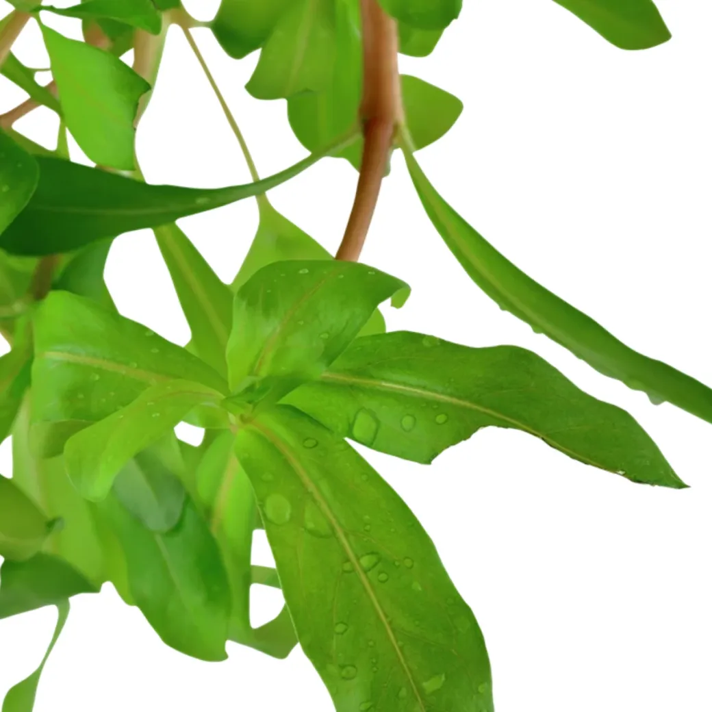 Tropica Akvarieplante i potte Ammannia crassicaulis