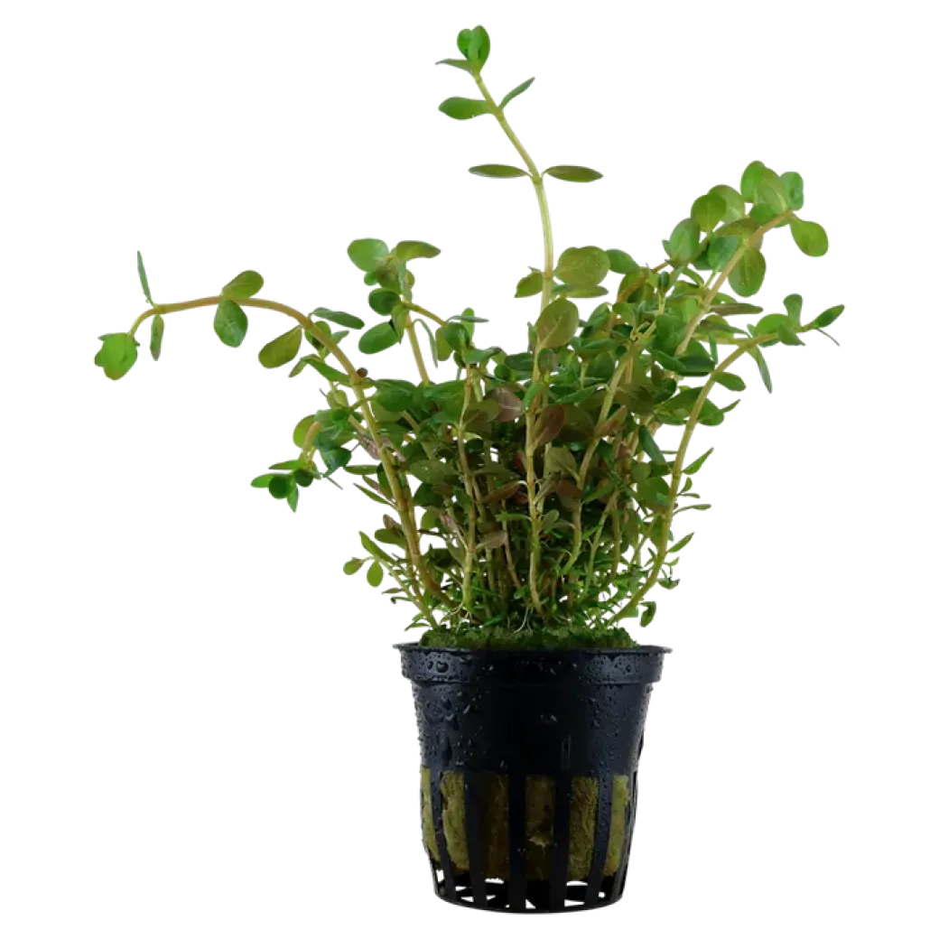 Tropica Akvarieplante i potte Rotala rotundifolia