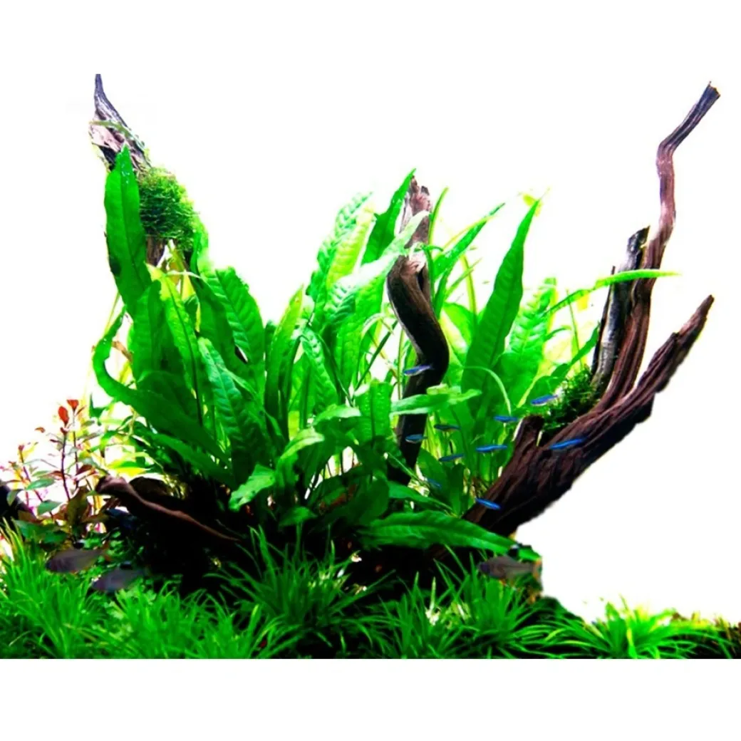 Tropica Akvarieplante i potte Microsorum pteropus