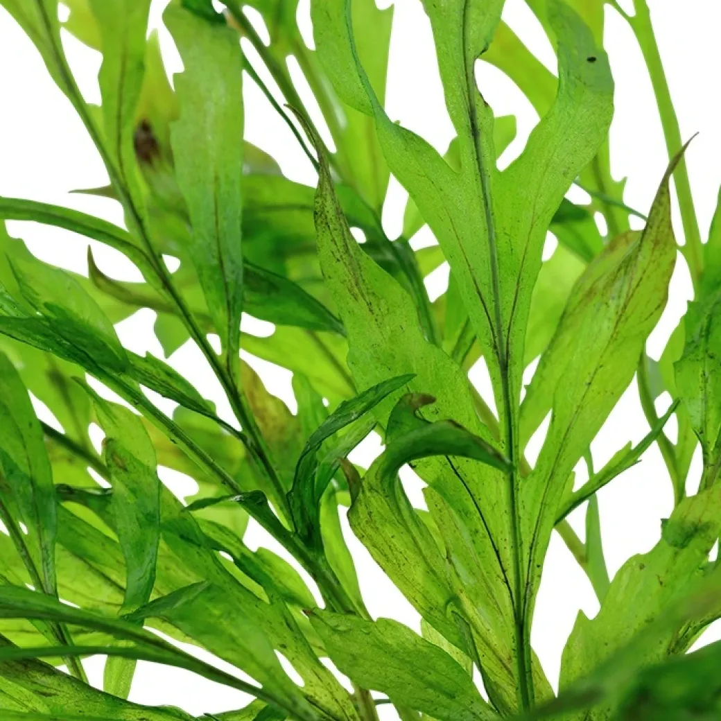 Tropica Akvarieplante i potte Bolbitis heudelotii