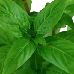 Tropica Akvarieplante i potte Staurogyne repens