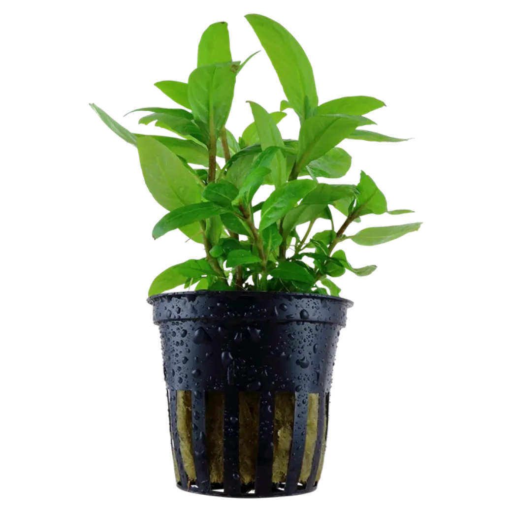 Tropica Akvarieplante i potte Staurogyne repens