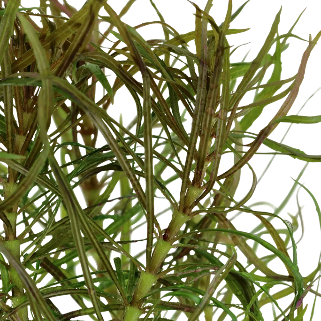 Tropica Akvarieplante i potte Pogostemon stellatus