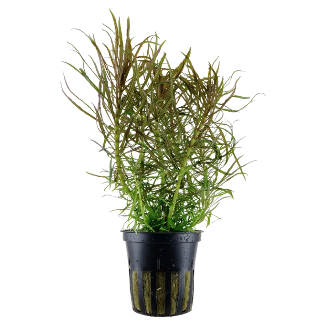 Tropica Akvarieplante i potte Pogostemon stellatus