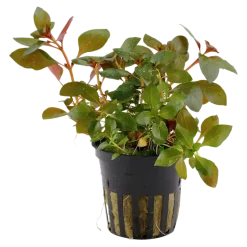 Tropica Akvarieplante i potte Ludwigia repens Rubin