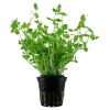 Tropica Akvarieplante i potte Lindernia rotundifolia