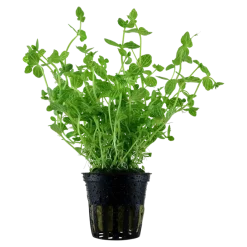 Tropica Akvarieplante i potte Lindernia rotundifolia