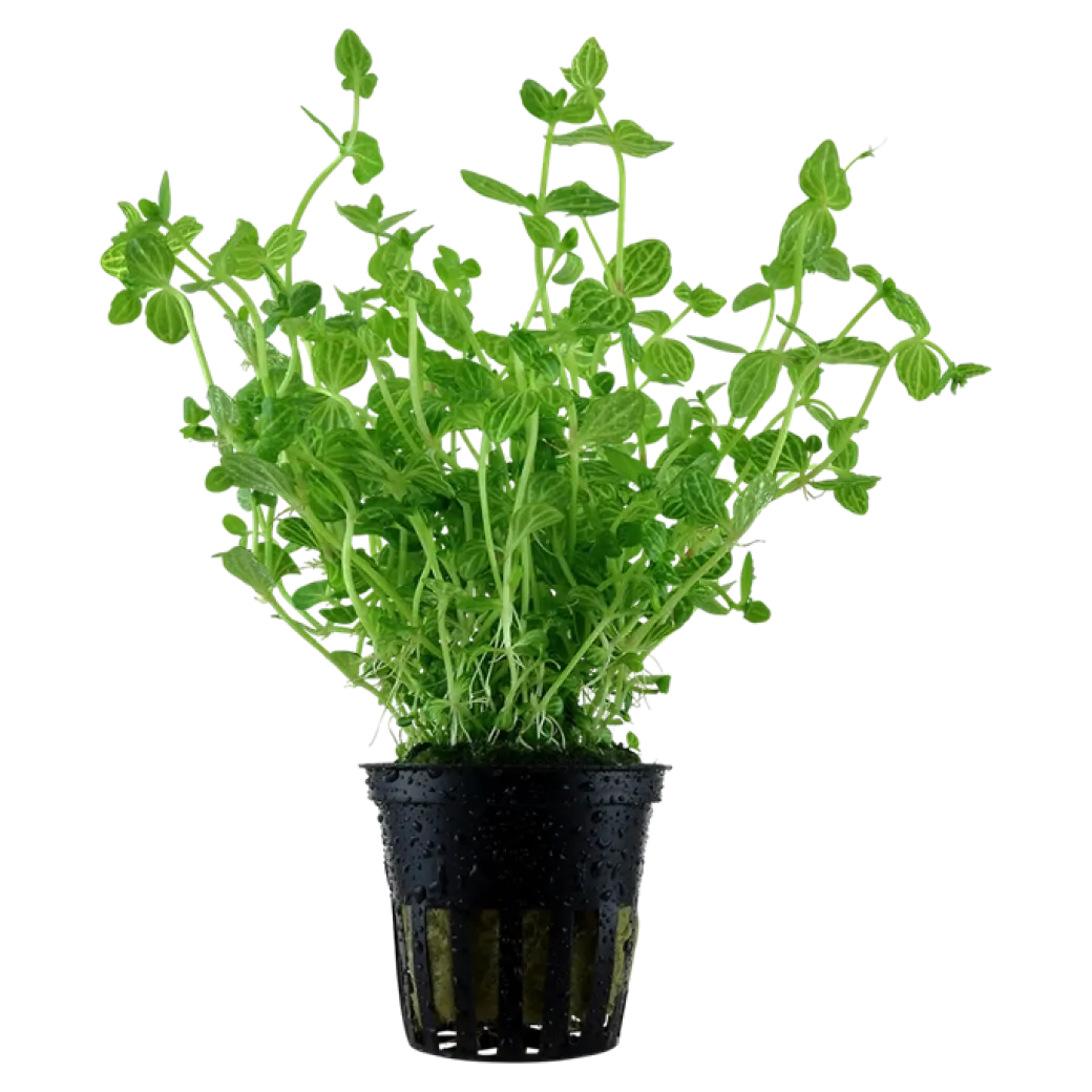 Tropica Akvarieplante i potte Lindernia rotundifolia