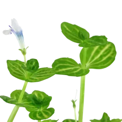 Tropica Akvarieplante i potte Lindernia rotundifolia