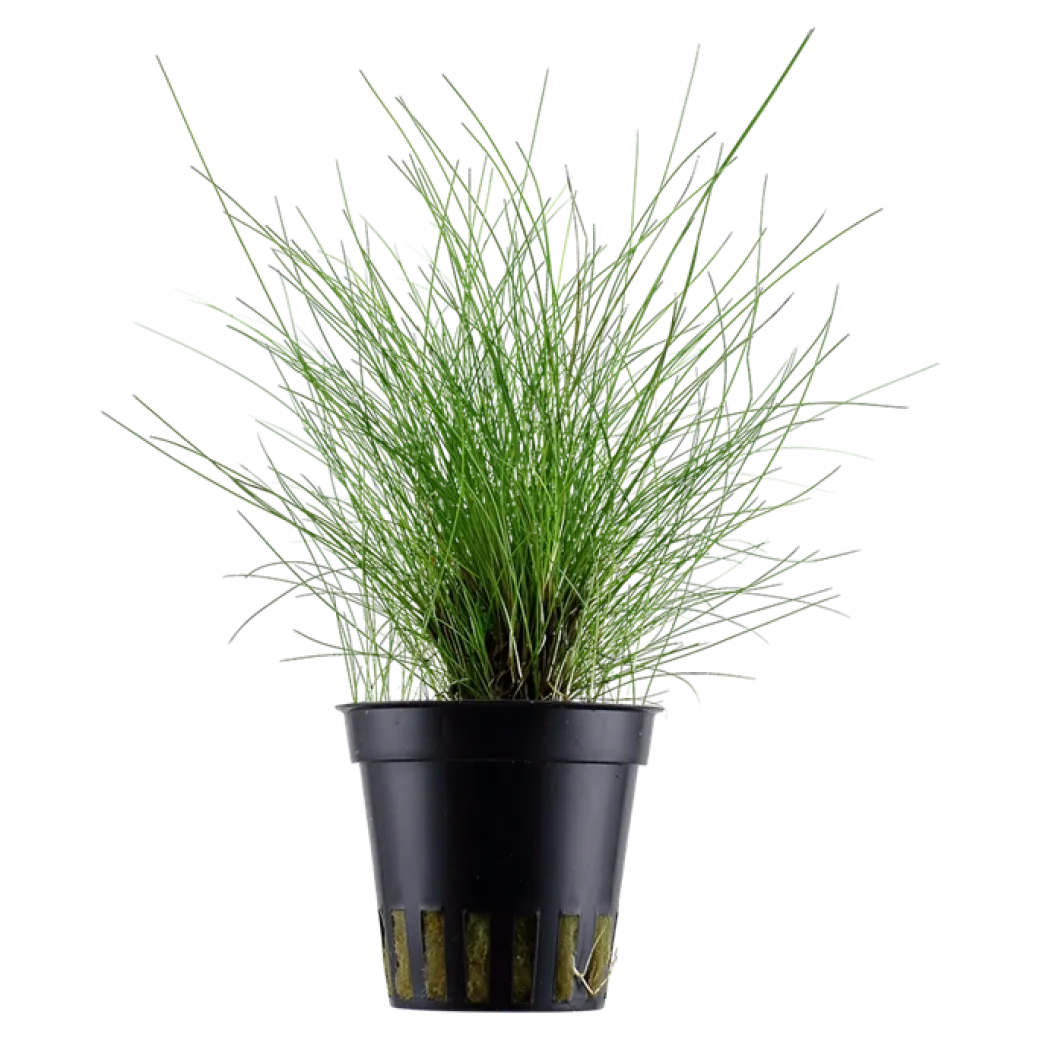 Tropica Akvarieplante ipotte Eleocharis parvula