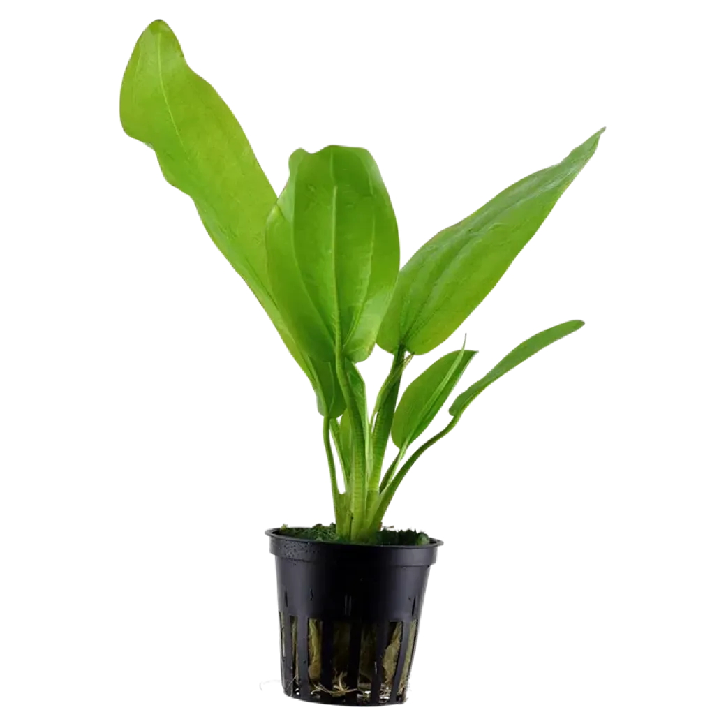 Tropica Akvarieplante i potte Echinodorus cordifolius fluitans