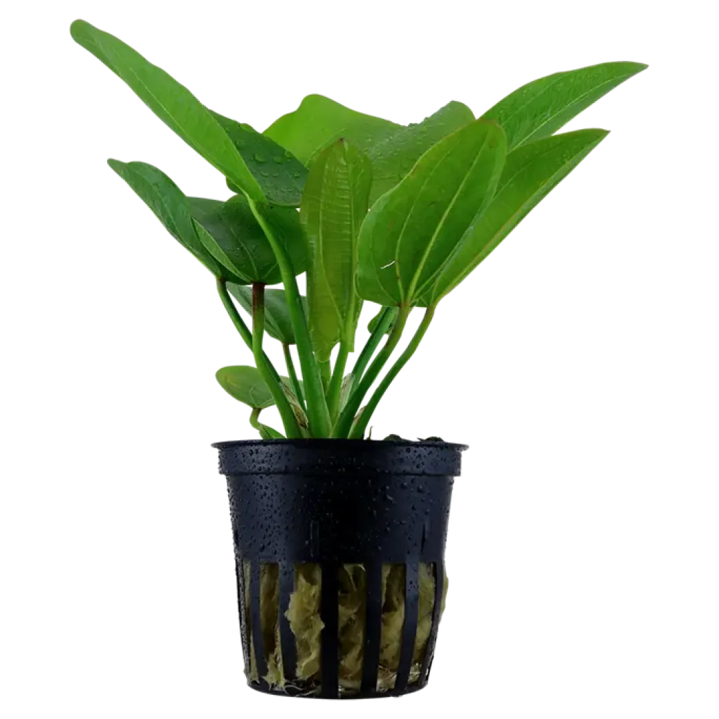 Tropica Akvarieplante i potte Echinodorus Aquartica