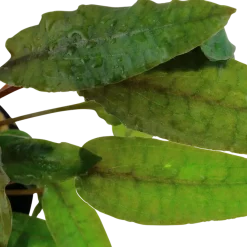 Tropica Akvarieplante i potte Cryptocoryne wendtii Tropica