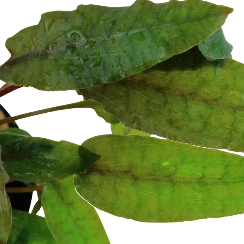 Tropica Akvarieplante i potte Cryptocoryne wendtii Tropica