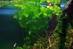 Tropica Akvarieplante i potte Nymphoides hydrophylla Taiwan