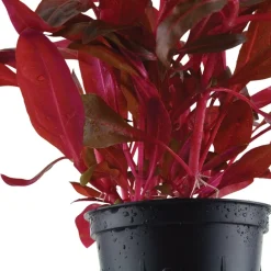 Tropica Akvarieplante i potte Alternanthera reineckii Rosanervig