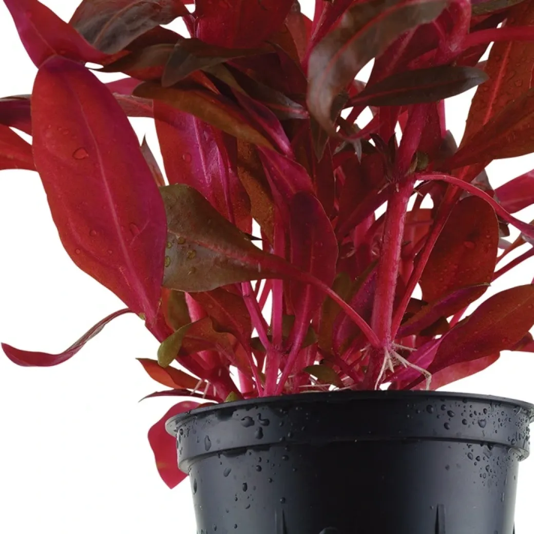 Tropica Akvarieplante i potte Alternanthera reineckii Rosanervig