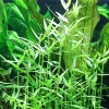 Tropica Akvarieplante i potte Murdannia keisak