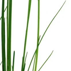 Tropica Akvarieplante i potte Eleocharis montevidensis