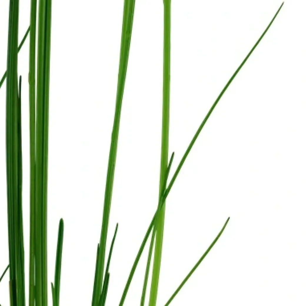 Tropica Akvarieplante i potte Eleocharis montevidensis