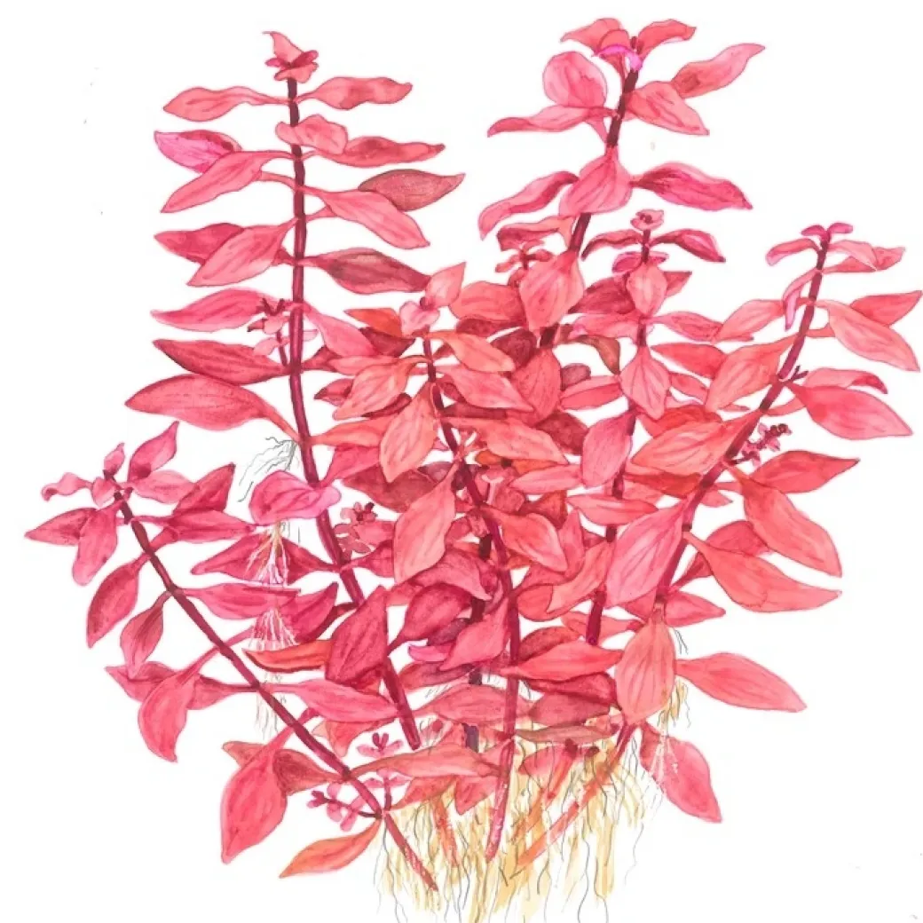 Tropica Akvarieplante i potte Ludwigia palustris Super Red