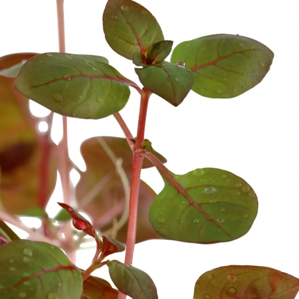 Tropica Akvarieplante i potte Ludwigia palustris Super Red