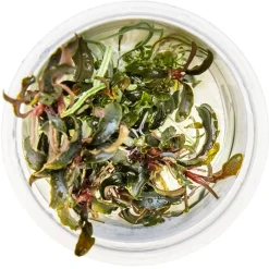 Tropica Bucephalandra Kedagang 1-2-Grow