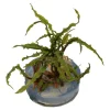Tropica Cryptocoryne Crispatula 1-2-GROW