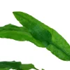 Tropica Cryptocoryne Wendtii Green 1-2-GROW