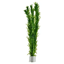Tropica Egeria densa bundt plantestængler (Vandpest)