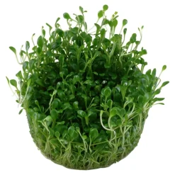 Tropica Glossostigma elatinoides 1-2-GROW x 3